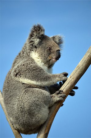 simsearch:400-04274699,k - Australian Koala (Phascolarctos cinereus) sitting in a gum tree with blue sky background. Australia’s iconic marsupial mammal. Stock Photo - Budget Royalty-Free & Subscription, Code: 400-08735313