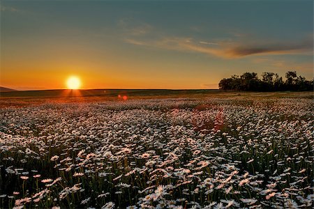 fogen (artist) - Camomile on a background of a sunset cloudy sky Foto de stock - Super Valor sin royalties y Suscripción, Código: 400-08735327