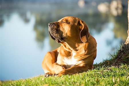 A young male boerbull dog lies under a Weeping Willow tree by the river in the early morning while soaking up the sun. Photographie de stock - Aubaine LD & Abonnement, Code: 400-08735390