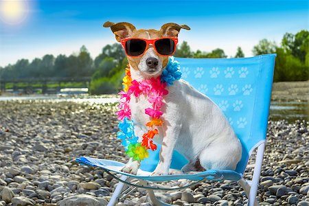 simsearch:400-08159708,k - jack russell dog on a  beach chair or hammock at the beach relaxing  on summer vacation holidays, ocean or river  shore as background Foto de stock - Royalty-Free Super Valor e Assinatura, Número: 400-08735698