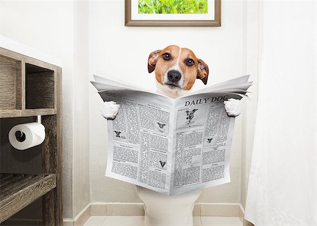 educazione all'uso del vaso - jack russell terrier, sitting on a toilet seat with digestion problems or constipation reading the gossip magazine or newspaper Fotografie stock - Microstock e Abbonamento, Codice: 400-08735704