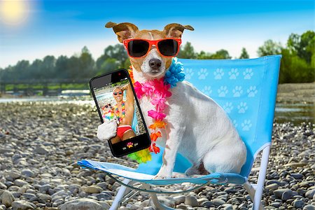 funny animals with mobile phone - jack russell dog on a  beach chair or hammock at the beach relaxing  on summer vacation holidays, ocean or river  shore as background taking a selfie with smartphone Stock Photo - Budget Royalty-Free & Subscription, Code: 400-08735703