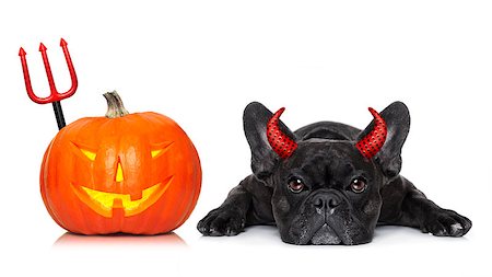 simsearch:400-07250604,k - halloween devil french bulldog  dog beside a pumpkin, scared and frightened, with blank empty blackboard or placard, isolated on white background Stock Photo - Budget Royalty-Free & Subscription, Code: 400-08735836