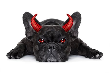 halloween devil french bulldog  dog ,scared and frightened, isolated on white background Fotografie stock - Microstock e Abbonamento, Codice: 400-08735837