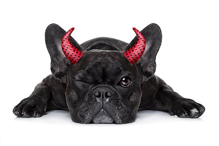 simsearch:400-07250604,k - halloween devil french bulldog  dog ,scared and frightened, isolated on white background Stock Photo - Budget Royalty-Free & Subscription, Code: 400-08735838