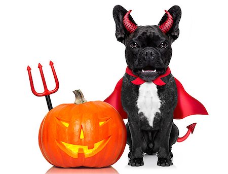 simsearch:400-07250604,k - halloween devil french bulldog  dog beside a pumpkin, scared and frightened, with blank empty blackboard or placard, isolated on white background Stock Photo - Budget Royalty-Free & Subscription, Code: 400-08735844