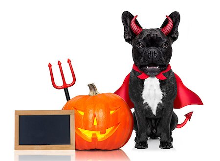 simsearch:400-07250604,k - halloween devil french bulldog  dog beside a pumpkin, scared and frightened, with blank empty blackboard or placard, isolated on white background Stock Photo - Budget Royalty-Free & Subscription, Code: 400-08735845