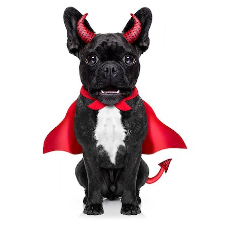 simsearch:400-07250604,k - halloween  witch french bulldog  dog  dressed as a bad devil with red cape , isolated on white background Stock Photo - Budget Royalty-Free & Subscription, Code: 400-08735846