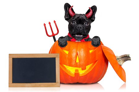 simsearch:400-07250604,k - halloween devil french bulldog dog inside pumpkin, scared and frightened, with blank empty blackboard or placard, isolated on white background Stock Photo - Budget Royalty-Free & Subscription, Code: 400-08735849