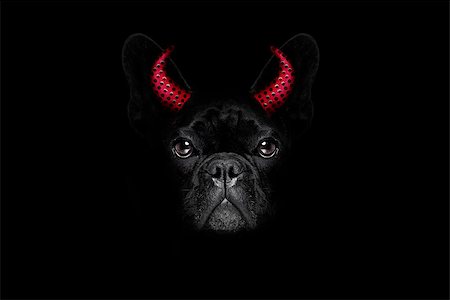 simsearch:400-07250604,k - halloween  witch french bulldog  dog  dressed as a bad devil with horns, isolated on black dark dramatic background Stock Photo - Budget Royalty-Free & Subscription, Code: 400-08735840
