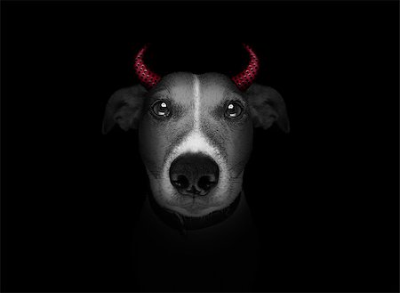 simsearch:400-07250604,k - halloween  witch jack russell dog  dressed as a bad devil with horns, isolated on black dark dramatic background Stock Photo - Budget Royalty-Free & Subscription, Code: 400-08735843