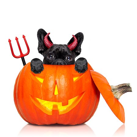 simsearch:400-07250604,k - halloween devil french bulldog dog inside pumpkin, scared and frightened, isolated on white background Stock Photo - Budget Royalty-Free & Subscription, Code: 400-08735850