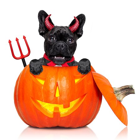 simsearch:400-07250604,k - halloween devil french bulldog dog inside pumpkin, scared and frightened, isolated on white background Stock Photo - Budget Royalty-Free & Subscription, Code: 400-08735851