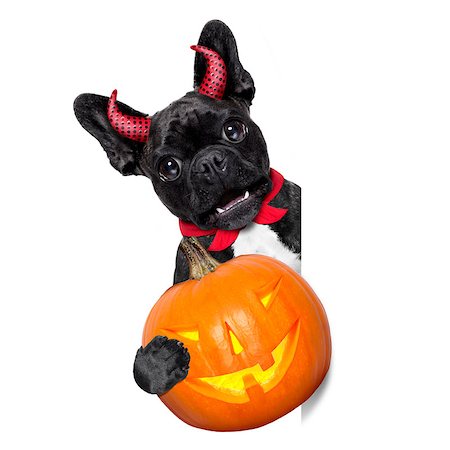 simsearch:400-07250604,k - halloween  witch french bulldog  dog  dressed as a bad devil with red cape holding a pumpkin , side banner or placard ,isolated on white background Stock Photo - Budget Royalty-Free & Subscription, Code: 400-08735852