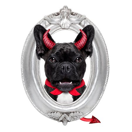 simsearch:400-07250604,k - halloween devil french bulldog dog  inside a grey silver frame on the wall, isolated on white background Stock Photo - Budget Royalty-Free & Subscription, Code: 400-08735853