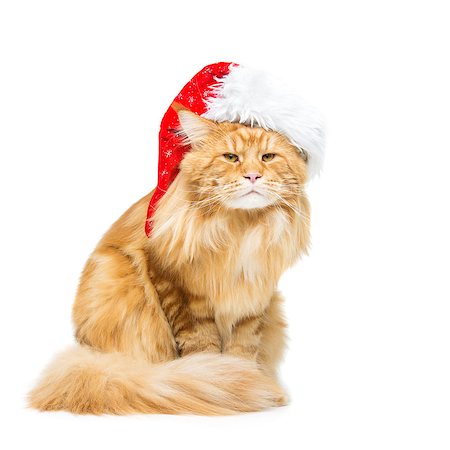 Big ginger maine coon cat in christmas santa cap. Isolated on white background. Copy space. Square composition. Stock Photo - Budget Royalty-Free & Subscription, Code: 400-08735941
