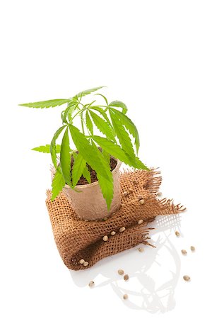 Hemp plant in pot and hemp fabric isolated on white background. Natural hemp textiles and fabric. Stock Photo - Budget Royalty-Free & Subscription, Code: 400-08736100