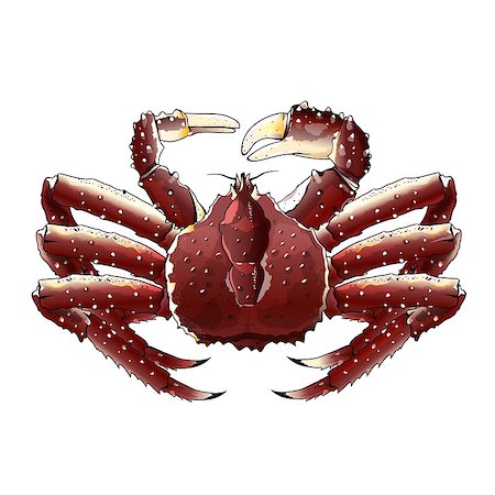 simsearch:400-08754703,k - King Crab, isolated raster illustration on white background Stockbilder - Microstock & Abonnement, Bildnummer: 400-08736680