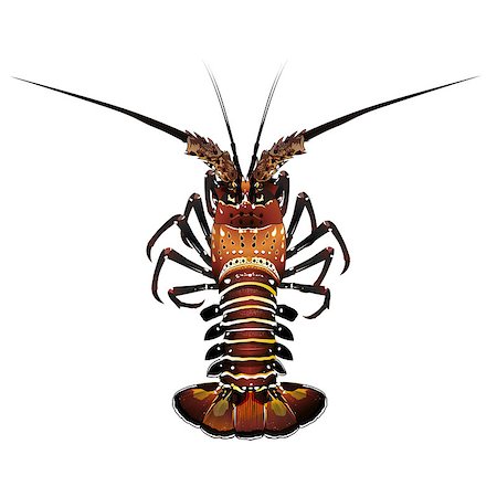 simsearch:400-08616184,k - Seafood, isolated raster illustration on white background Foto de stock - Royalty-Free Super Valor e Assinatura, Número: 400-08736697