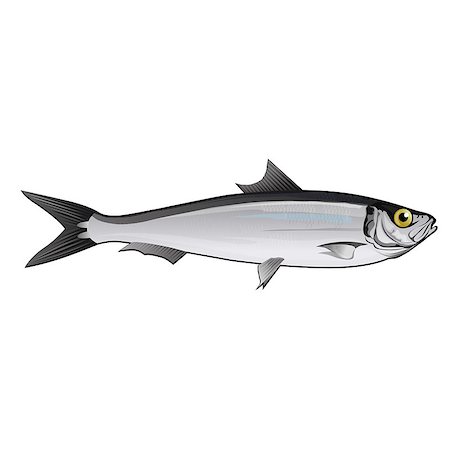 simsearch:400-08736716,k - Seafood, isolated raster illustration on white background Stockbilder - Microstock & Abonnement, Bildnummer: 400-08736691