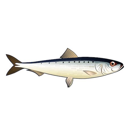 simsearch:400-08616184,k - Seafood, isolated raster illustration on white background Foto de stock - Royalty-Free Super Valor e Assinatura, Número: 400-08736692