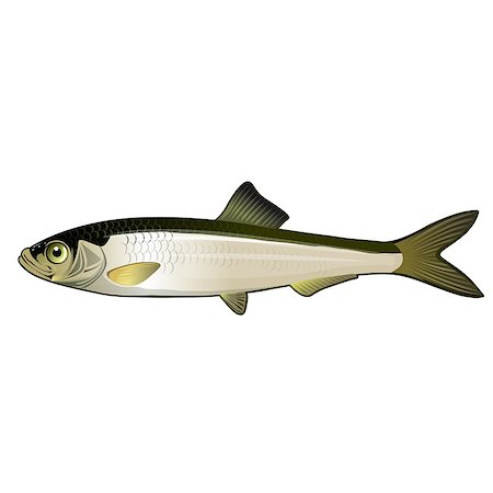 simsearch:400-08616184,k - Seafood, isolated raster illustration on white background Foto de stock - Royalty-Free Super Valor e Assinatura, Número: 400-08736693