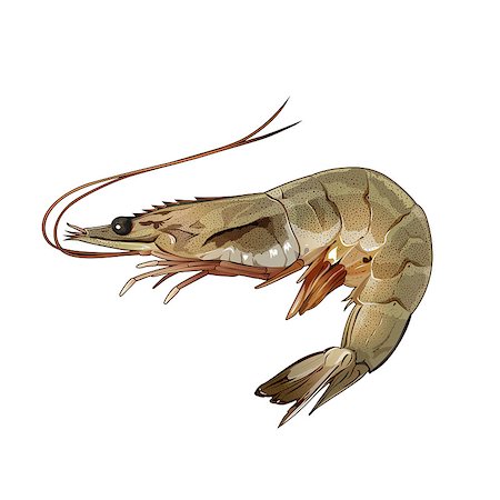 simsearch:400-08616184,k - Seafood, isolated raster illustration on white background Foto de stock - Royalty-Free Super Valor e Assinatura, Número: 400-08736705