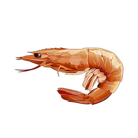 shrimp fishing - Seafood, isolated raster illustration on white background Stock Photo - Budget Royalty-Free & Subscription, Code: 400-08736706