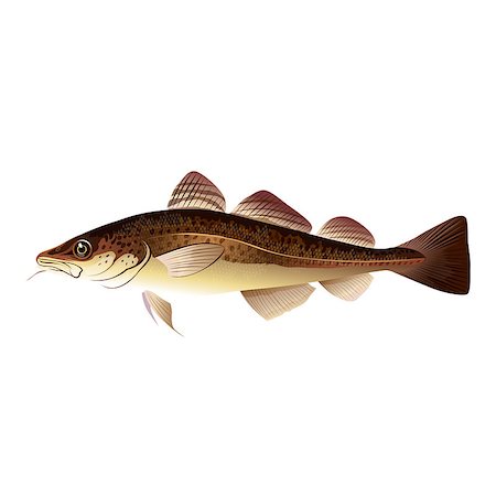 simsearch:400-08754703,k - Seafood, isolated raster illustration on white background Stockbilder - Microstock & Abonnement, Bildnummer: 400-08736709
