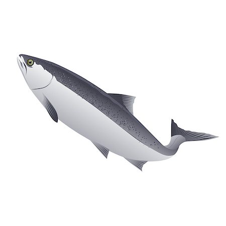 simsearch:400-08754703,k - Seafood, isolated raster illustration on white background Stockbilder - Microstock & Abonnement, Bildnummer: 400-08736702