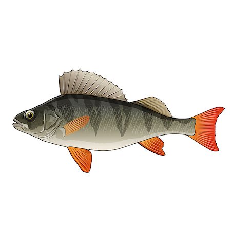 simsearch:400-08754703,k - Perch, isolated raster illustration on white background Stockbilder - Microstock & Abonnement, Bildnummer: 400-08736703