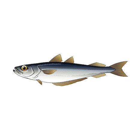 simsearch:400-08754703,k - Seafood, isolated raster illustration on white background Stockbilder - Microstock & Abonnement, Bildnummer: 400-08736714