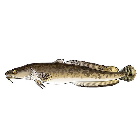 fogbow - Burbot, isolated raster illustration on white background Stock Photo - Budget Royalty-Free & Subscription, Code: 400-08736716