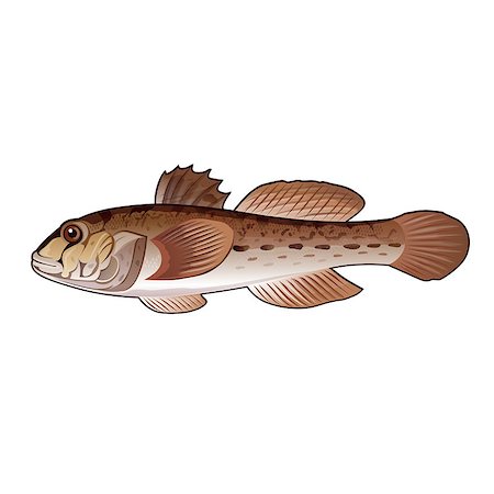 simsearch:400-08616184,k - Seafood, isolated raster illustration on white background Foto de stock - Royalty-Free Super Valor e Assinatura, Número: 400-08736717