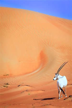 Oryx or Arabian antelope in the Desert Conservaion Reserve near Dubai, UAE Stock Photo - Budget Royalty-Free & Subscription, Code: 400-08736944