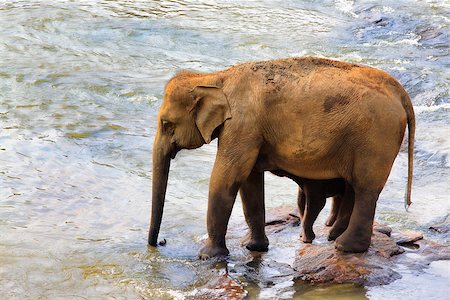Family of Indian elephants. Pinnawela Elephant Orphanage on Sri Lanka Stock Photo - Budget Royalty-Free & Subscription, Code: 400-08737077