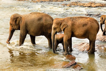 Family of Indian elephants. Pinnawela Elephant Orphanage on Sri Lanka Stock Photo - Budget Royalty-Free & Subscription, Code: 400-08737078