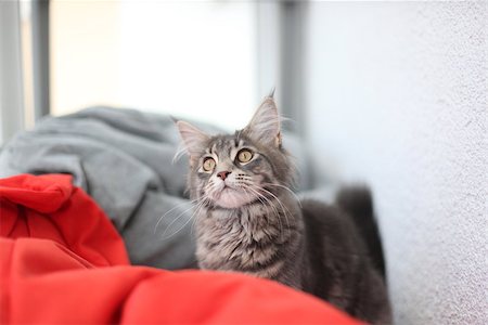 simsearch:400-08787685,k - Funny Maine coon blue cat sitting on the red sofa Foto de stock - Super Valor sin royalties y Suscripción, Código: 400-08737106