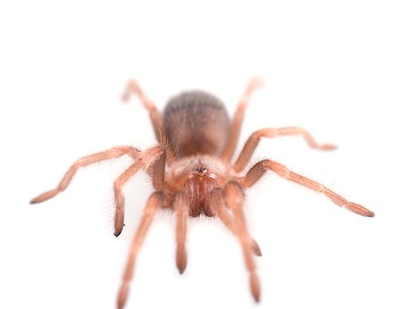 simsearch:400-04645267,k - Brachypelma vagans spider Isolated on white background Stock Photo - Budget Royalty-Free & Subscription, Code: 400-08737133