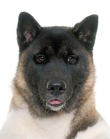 american akita in front of white background Stockbilder - Microstock & Abonnement, Bildnummer: 400-08730094