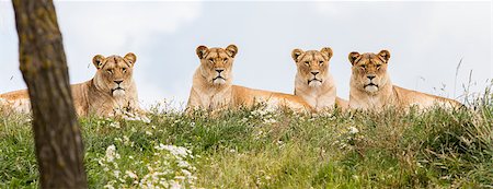 Four female lions resting in the fresh grasss Stock Photo - Budget Royalty-Free & Subscription, Code: 400-08730247