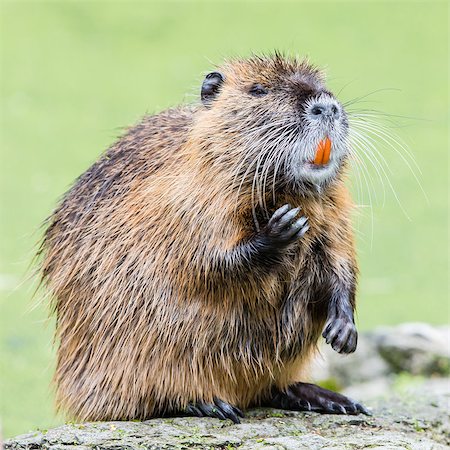 Myocastor coypus, single mammal in it's natural habitat - selective focus Stock Photo - Budget Royalty-Free & Subscription, Code: 400-08730248