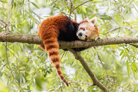red pandas - Red Panda, Firefox or Lesser Panda (Ailurus fulgens) resting in a tree Stock Photo - Budget Royalty-Free & Subscription, Code: 400-08730250