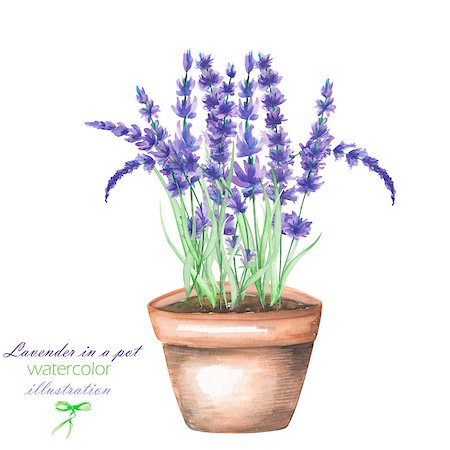 peony art - An illustration with the lavender flowers in a pot, isolated hand drawn in a watercolor on a white background Stock Photo - Budget Royalty-Free & Subscription, Code: 400-08730341