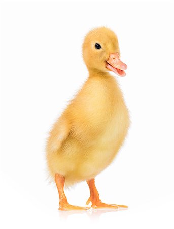 Cute domestic duckling, isolated on white background Foto de stock - Super Valor sin royalties y Suscripción, Código: 400-08730352
