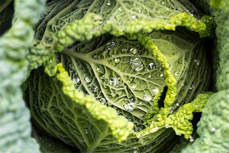 Closeup of savoy cabbage leaves with watter drops in a garden Stock Photo - Budget Royalty-Free & Subscription, Code: 400-08730440