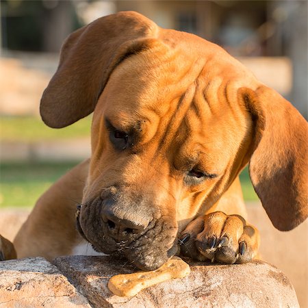 Portrait of a young male Boerboel dog trying to grap hold of a snack treat, Photographie de stock - Aubaine LD & Abonnement, Code: 400-08730553