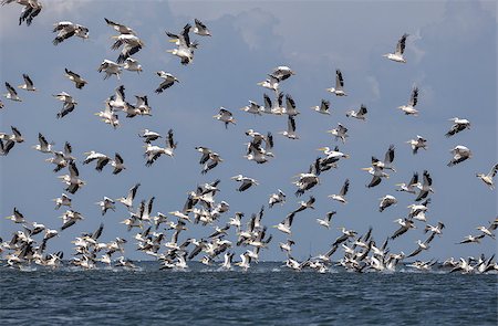 fogen (artist) - flock of pink pelicans fly over the water Stockbilder - Microstock & Abonnement, Bildnummer: 400-08730564