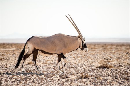 A single oryx walks along in the sand of the hot Namib Desert. Photographie de stock - Aubaine LD & Abonnement, Code: 400-08730591