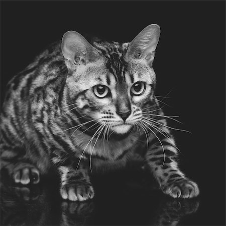 puss - Portrait of beautiful bengal cat staring at something. Studio shot over black background. Copy space. Square composition. Monochrome. Stock Photo - Budget Royalty-Free & Subscription, Code: 400-08730738